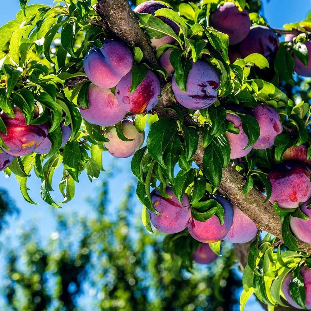 American Plum Tree Seeds Prunus americana Hardy for Zone 3 Gardening, Fruit & Flower Plant