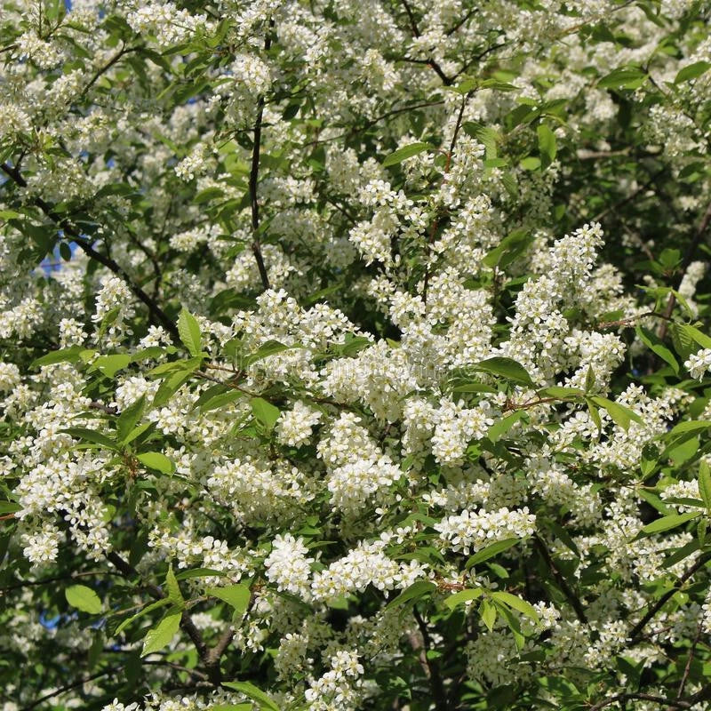 Hackberry Tree 16+ Inches Live Bare Root Celtis occidentalis Zone 3-9 Durable Wind-Resistant