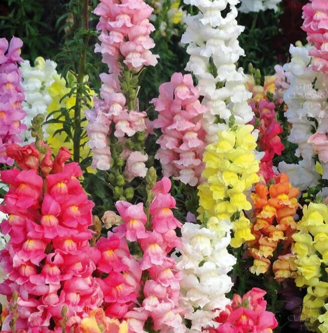 Snapdragon Seeds 'Rocket Mix' - 25 Count Antirrhinum majus for Garden Blooms