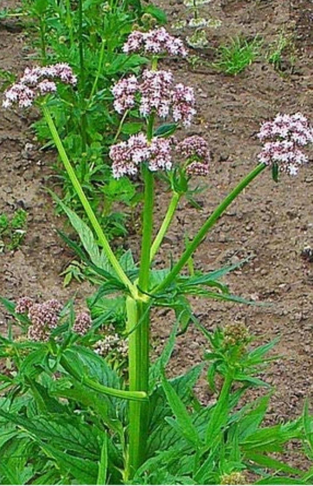 Valerian Seeds - 50+ Heirloom Perennial Herb - Valeriana Officinalis - Hardy Garden Heliotrope Plant