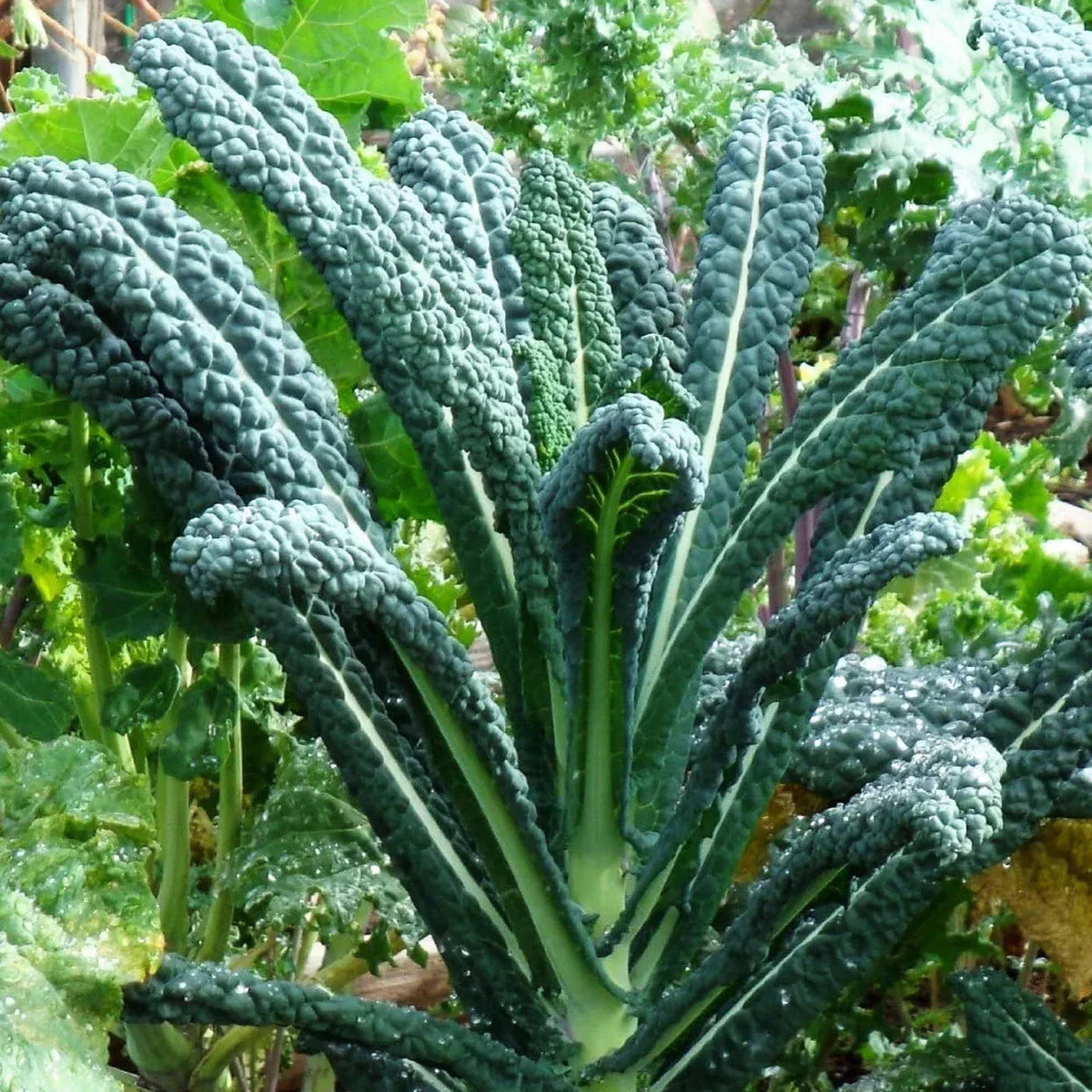 Lacinato Kale Seeds - Italian Tuscan Variety - Brassica oleracea - 2025 Planting - USA Garden