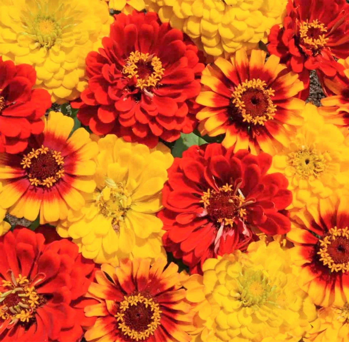 Zinnia Seeds South of the Border Mix | Red Yellow Sombrero Flower Seeds | Zinnia elegans
