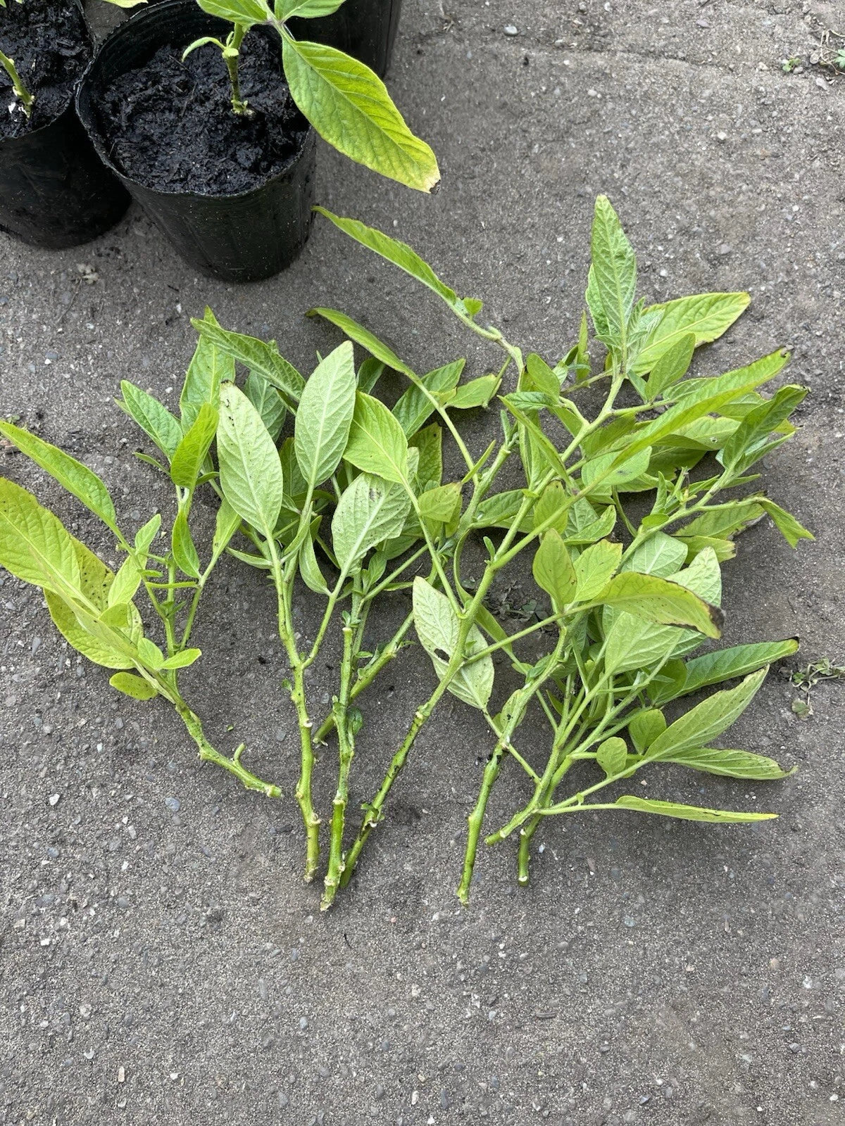 Fresh Pepino Melon Cuttings - 10 Pack, Solanum muricatum, Edible Fruit Plants for Home Gardens