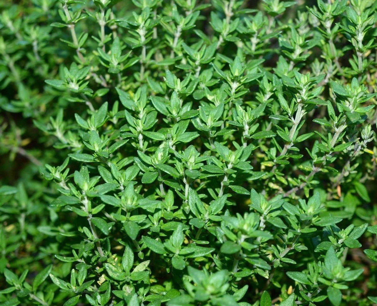 Thyme Herb Seed Pack - 750+ Organic Thymus vulgaris Seeds for Culinary Cooking & Garden Growth