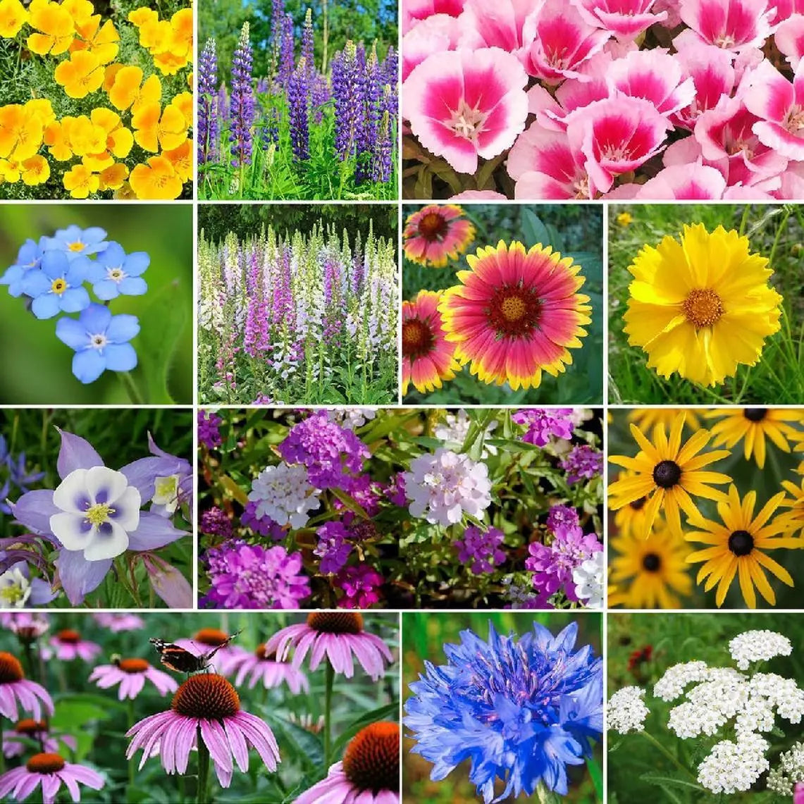 Deer Resistant Wildflower Seed Mix, Multi-Color, 13 Species, Native Wildflowers for Pollinators, Garden, Meadow, Eco-Friendly