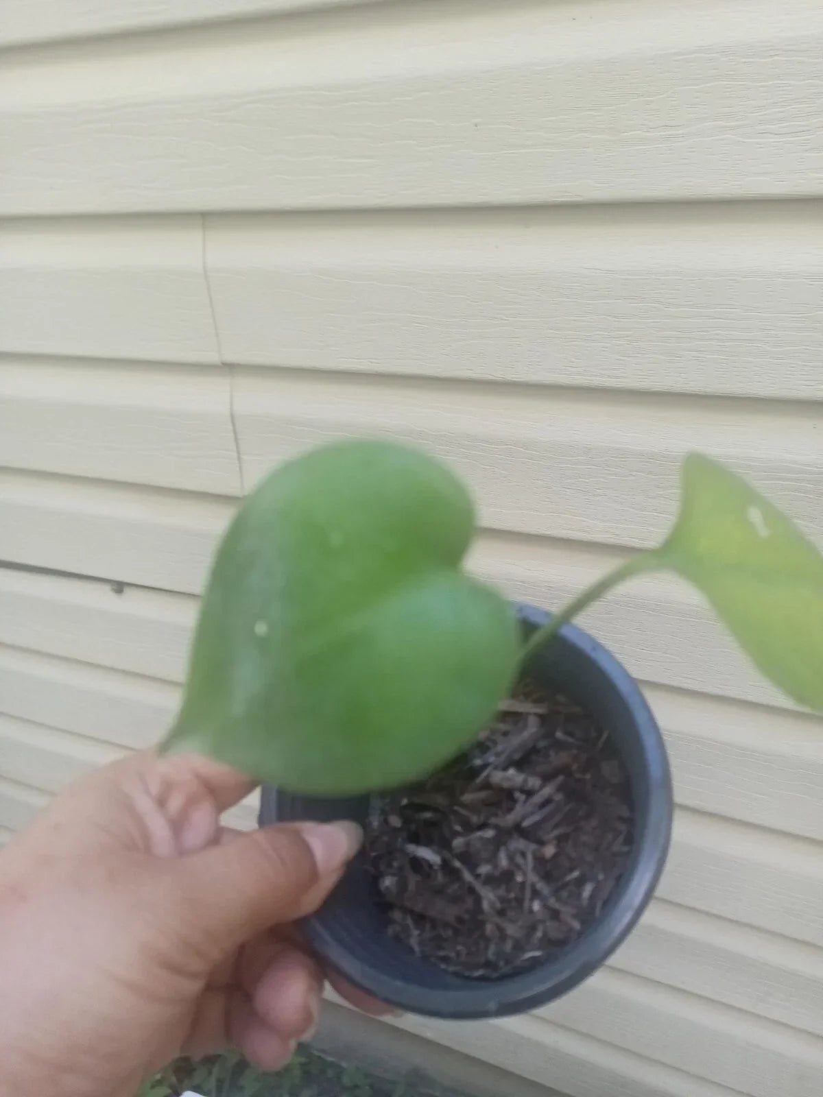 Monstera Deliciosa Live Plant in 2.5" Pot, Swiss Cheese Variety, Indoor Evergreen Houseplant, Air Purifying, Pet Friendly
