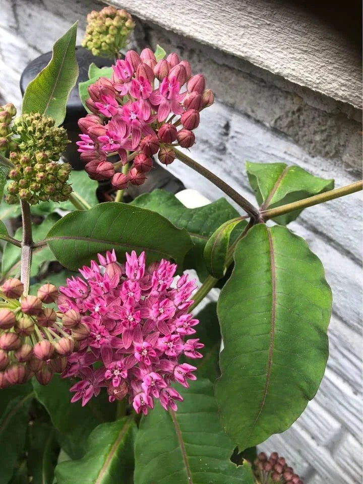 Common Milkweed Seeds (100) - Asclepias syriaca Native Pollinator Plant