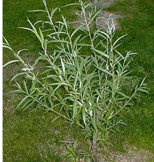 Jumbo Hybrid Willow Cuttings 6 Pack, Thick 5/8-1 Inch, Salix × sepulcralis, Fast-Growing Privacy Screen & Windbreak