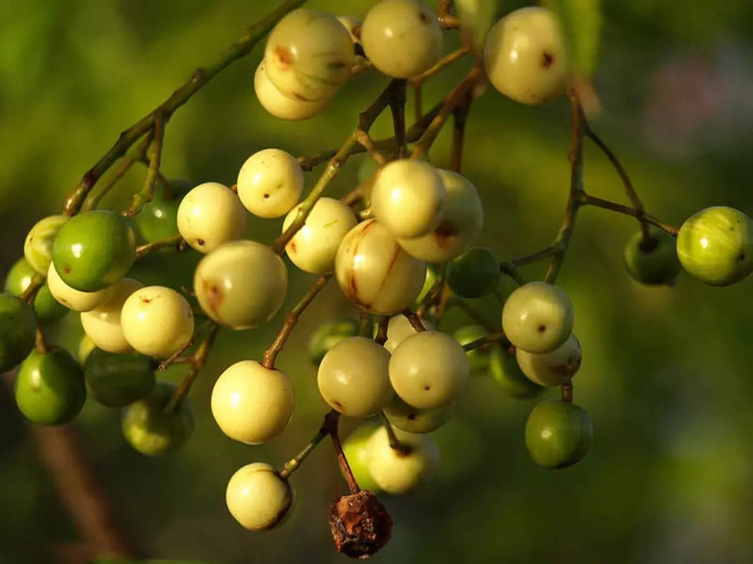 Chinaberry Tree Seeds - 20 Pack for Planting - Melia Azedarach - Pride Variety