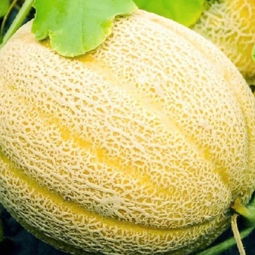 Hales Best Jumbo Cantaloupe Seeds | Heirloom Non-GMO Cucumis melo | Large Juicy Melons for Garden, Container, or Raised Bed