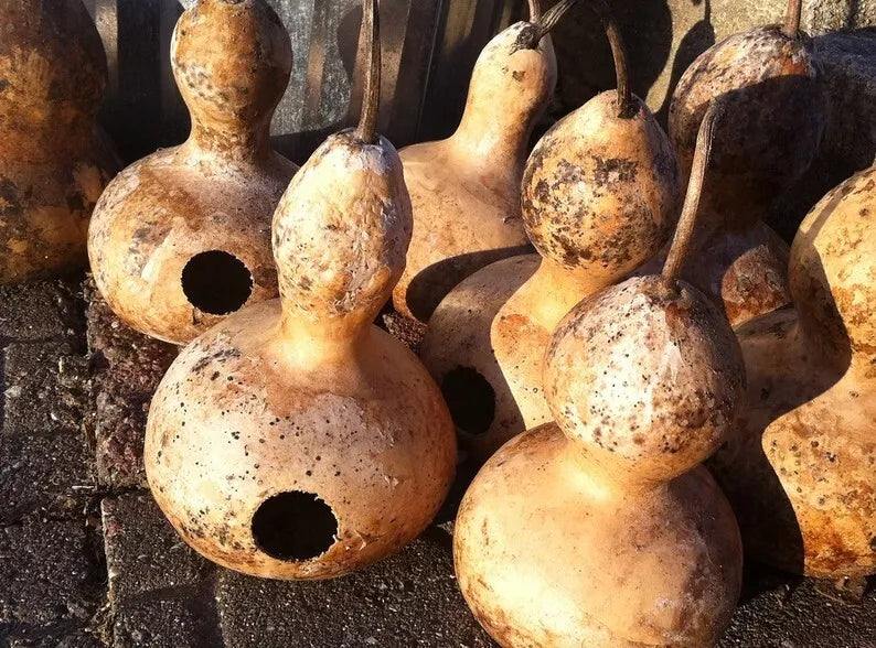 Martin Birdhouse Gourd Seeds – Heirloom Non-GMO for Birdhouses & Attracting Purple Martins – Lagenaria siceraria, Annual Vining Plant