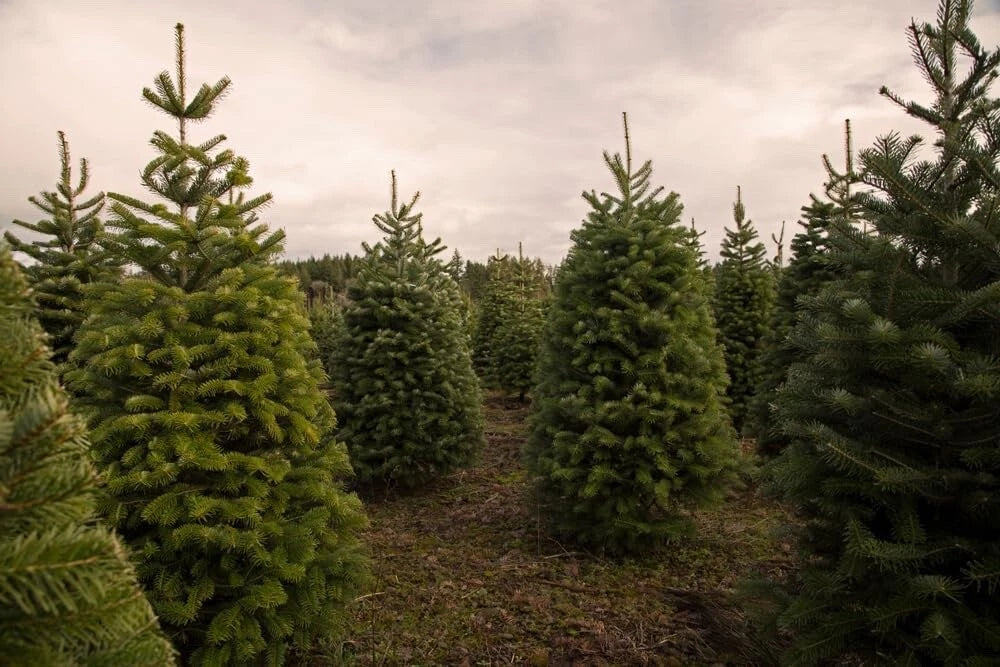 Douglas Fir Tree Seedlings - Live 1-Year Old Trees for Planting - Pseudotsuga menziesii