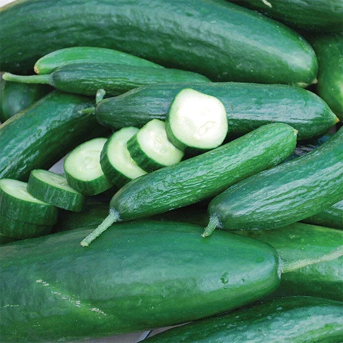 Muncher Cucumber Seeds – Heirloom Non-GMO Cucumis sativus for Vegetable Garden, 50+ Seeds, Full Sun, Vining, USA