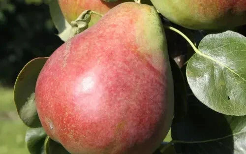 Obelisk Pear Seeds - 25+ Pyrus communis Seeds for Garden Planting in USA
