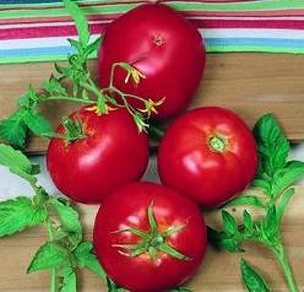 Ace 55 Tomato Seeds - Heirloom Non-GMO Solanum lycopersicum for Salad, Sauce & Fresh Eating, 120+ Seeds