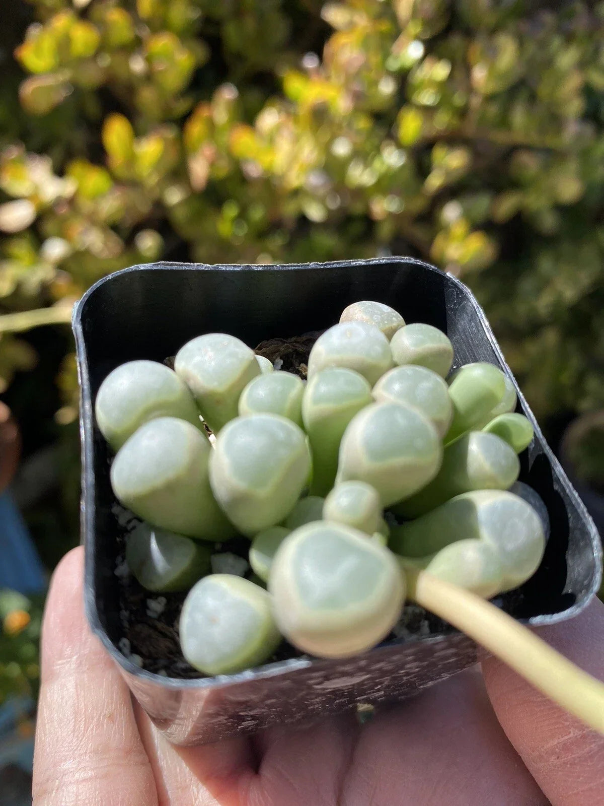 Fenestraria Aurantiaca Baby Toes Succulent Plant in 2" Pot - Unique Green and Yellow Foliage