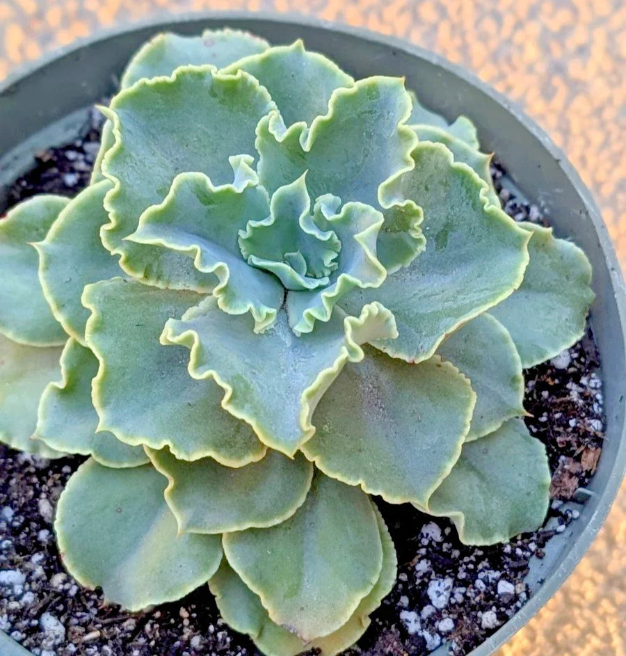 Echeveria Blue Frills Succulent Plant 6-Inch Potted Rosette Green and Blue Foliage