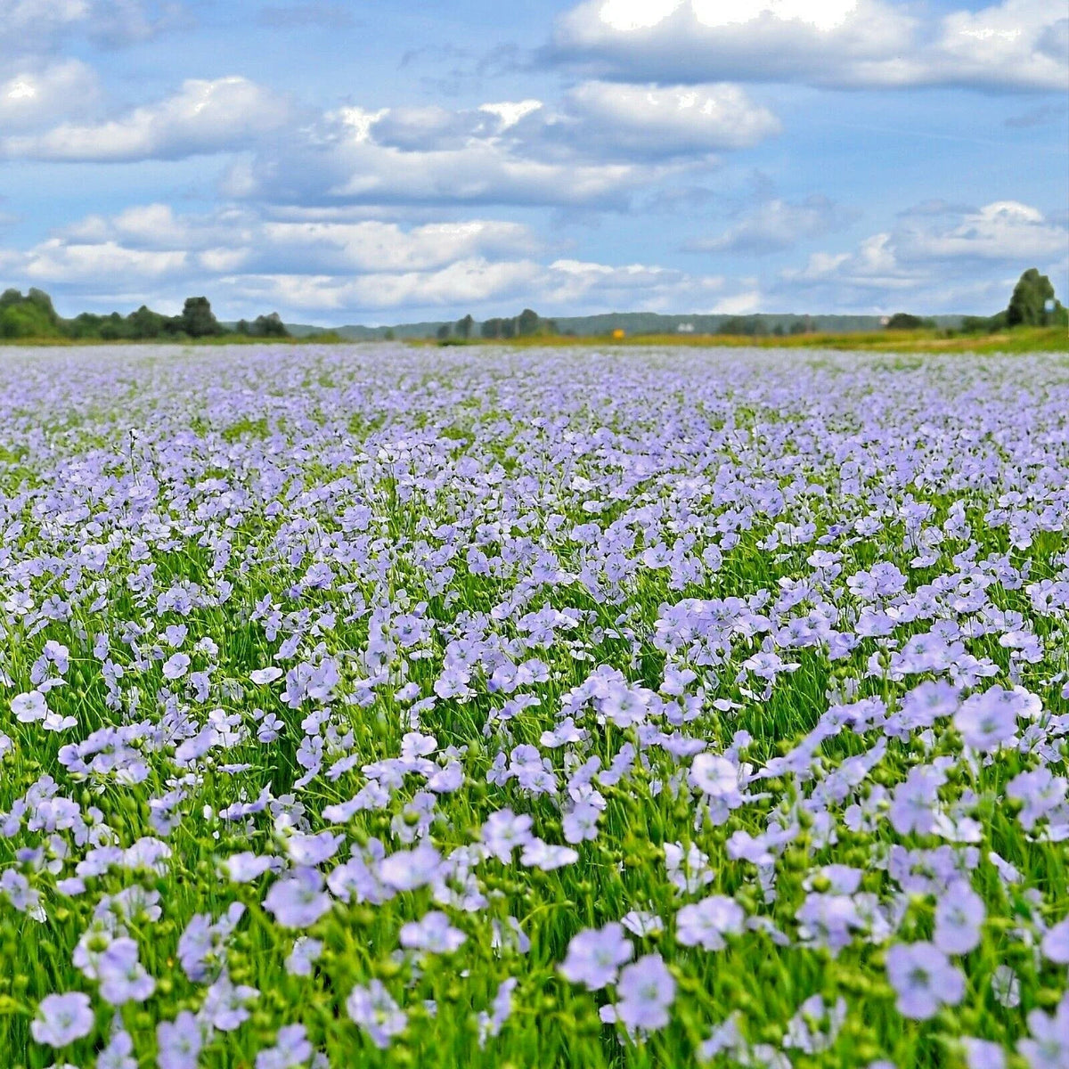 Blue Flax Seed - 1001+ Seeds - Native Wildflower Perennial - Cold & Drought Tolerant for Summer Garden - Linum lewisii