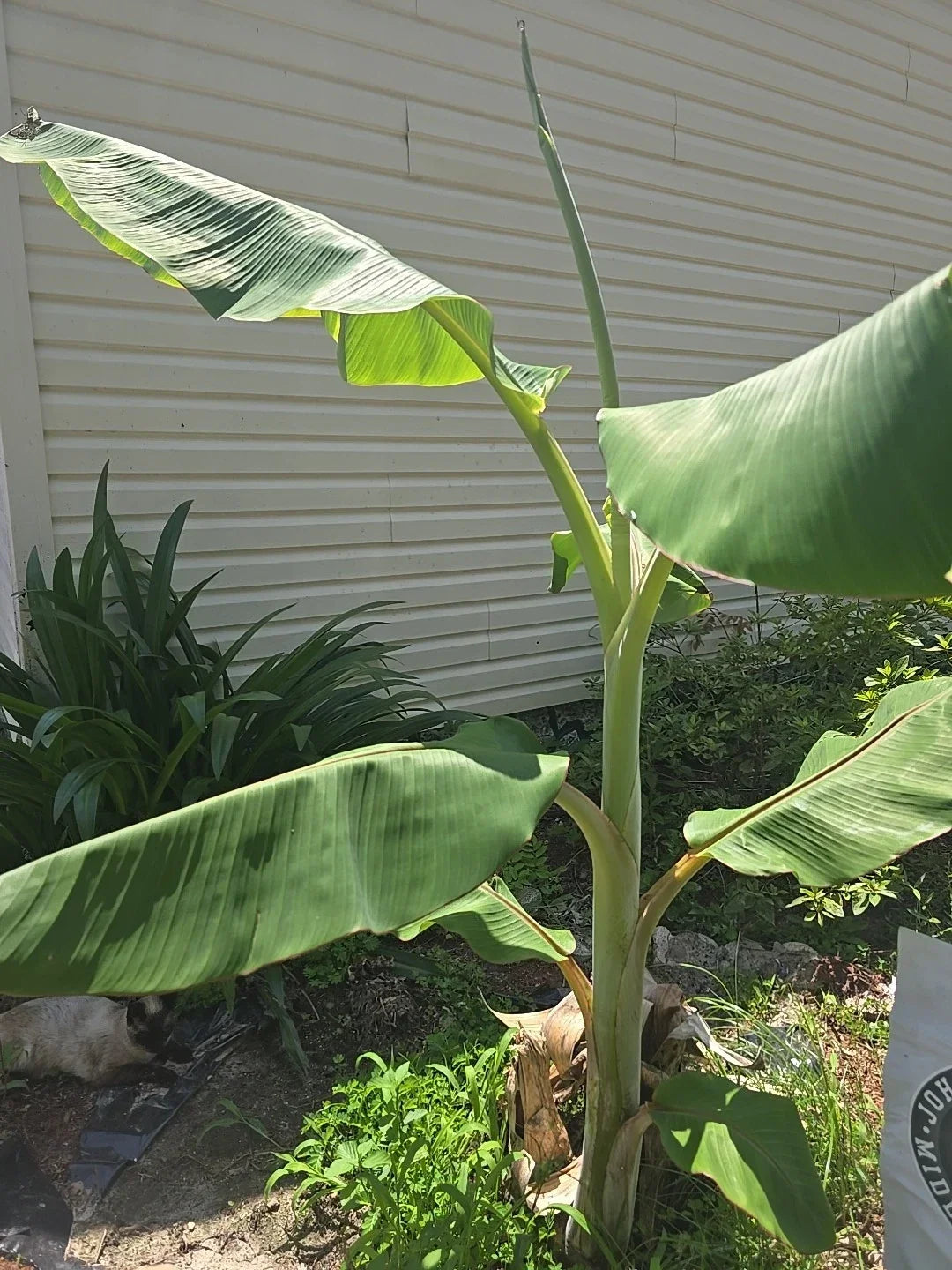 Blue Java Banana Live Plant Seedling - Dwarf Musa acuminata 'Blue Java' Tropical Fruit Plant