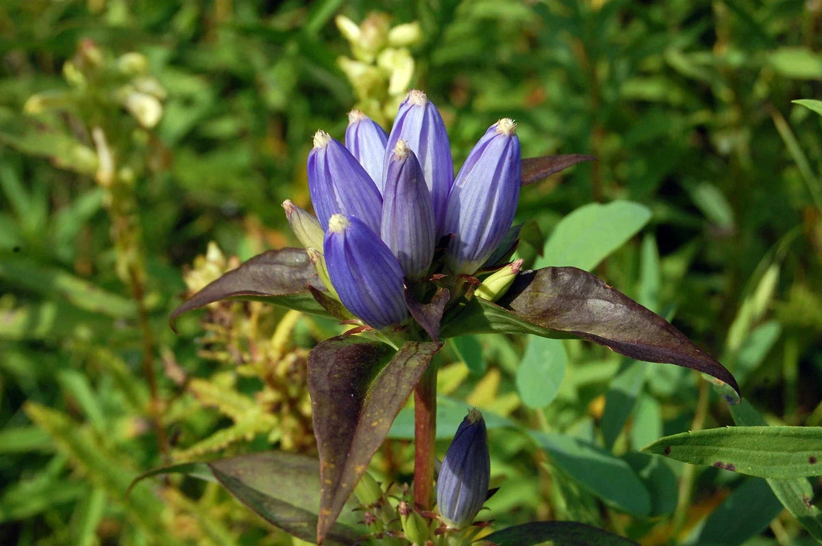 Bottle Gentian Seeds - 570 Pack, Vibrant Blue Perennial, Gentiana andrewsii, Easy to Grow, Pollinator Attracting, Free Shipping 15+