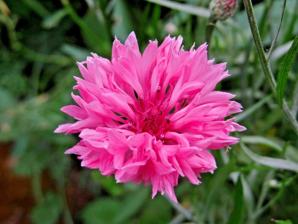 500+ Pink Cornflower Seeds - Bachelor Button Centaurea cyanus for Garden & Container