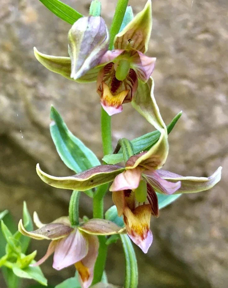 Adam & Eva Orchid Bare-Root, Putty Root Variety, Unique Winter Bloom, Dendrobium species