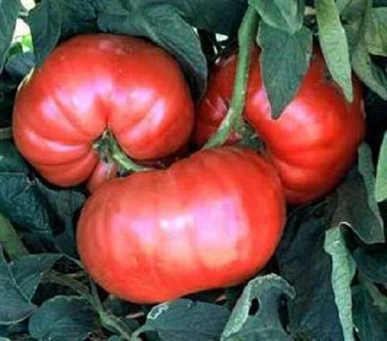 Giant Belgium Pink Tomato Seeds 50 Ct Heirloom Non-GMO Solanum lycopersicum Vegetable Seeds