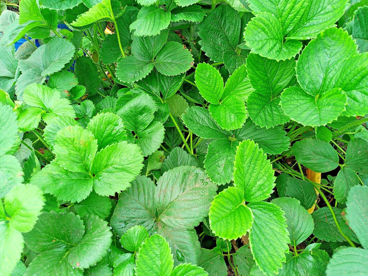Strawberry Runner Live Plant 1 Gallon Pot Fast Spreading Fragaria × ananassa