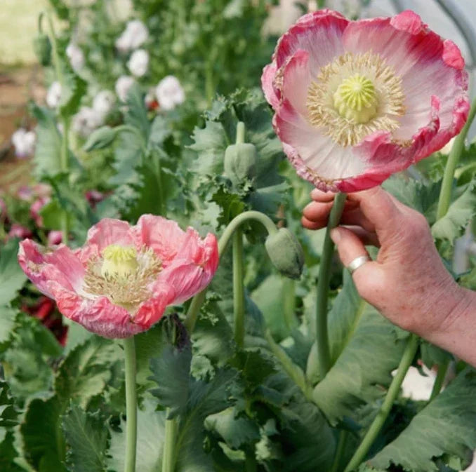 Organic Poppy Seeds - Qis Bowling Ball Variety - Large Pink Flowers - Papaver somniferum - 500 Seeds