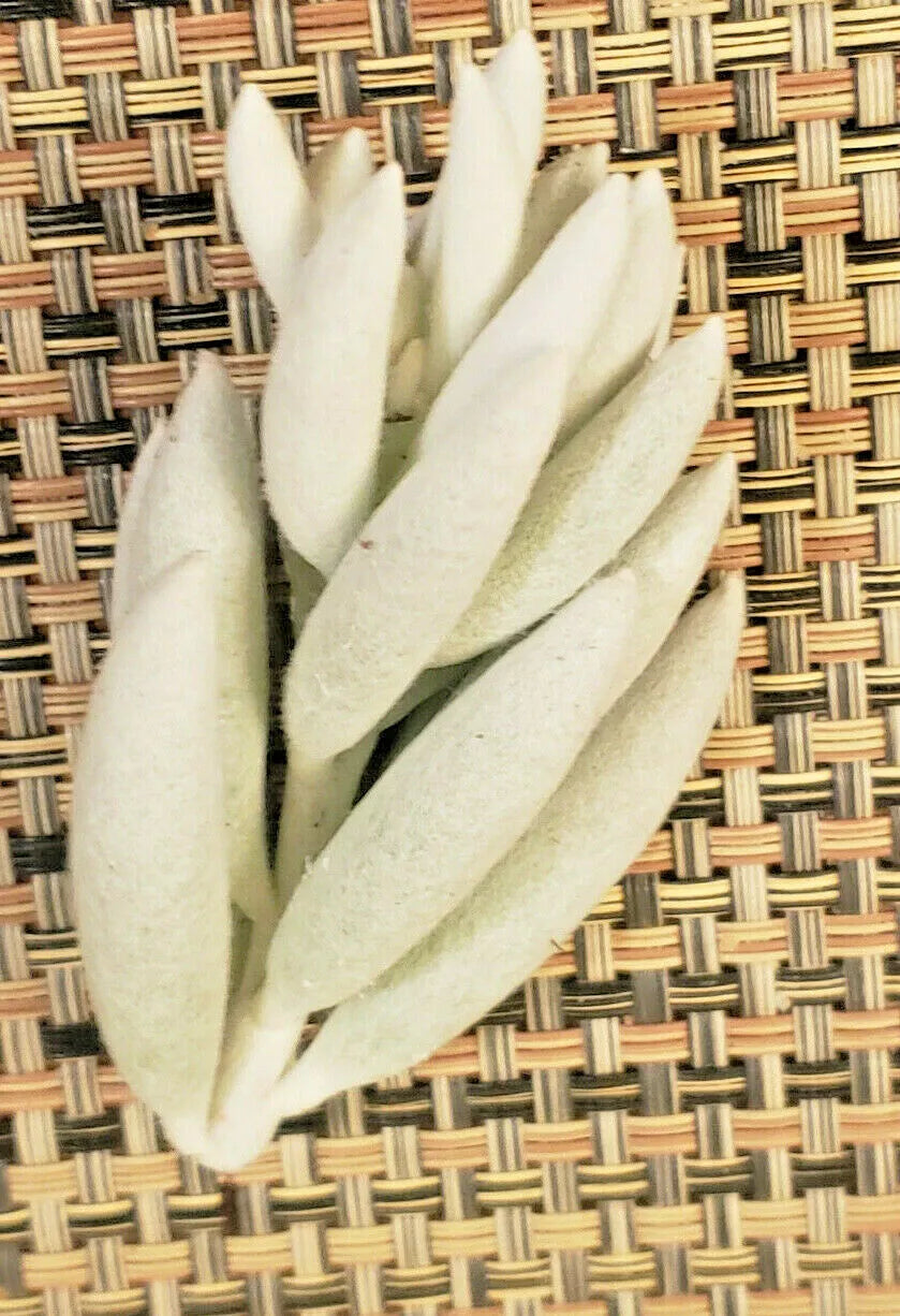 Senecio Haworthii Cutting - 3" Unrooted Succulent - Whitest Silvery-White Foliage - Indoor & Outdoor Plant for Collectors