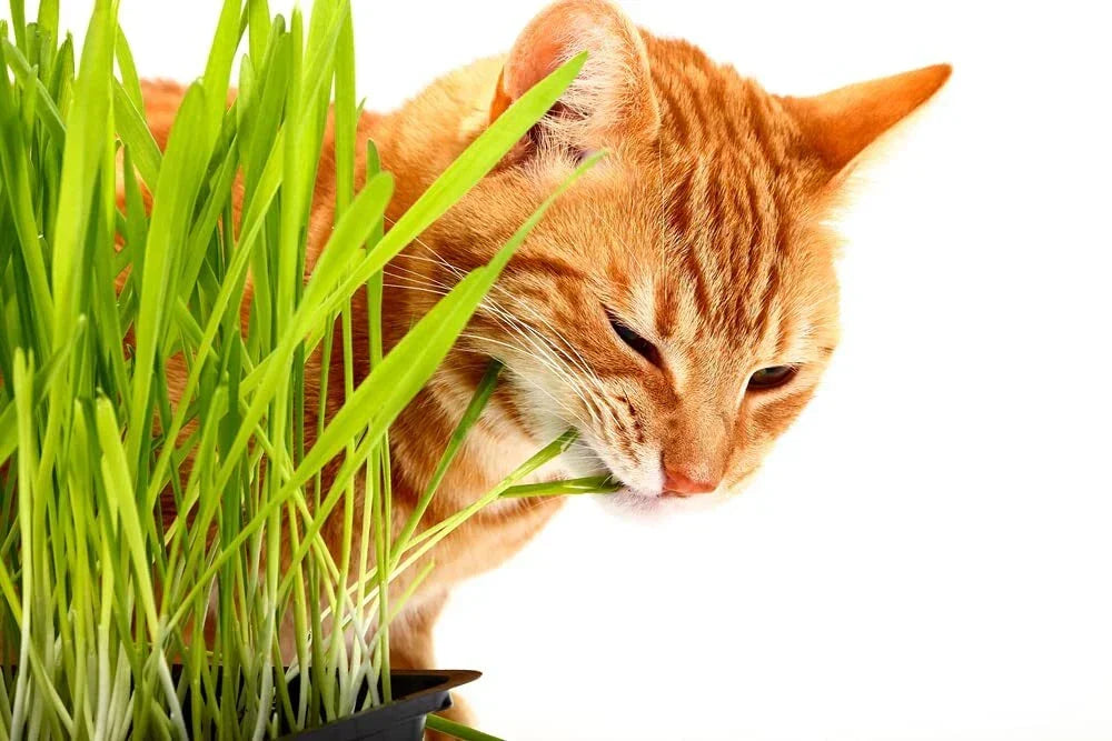 Cat Grass Seeds - 1,000 Seeds for Growing Nutritious Barley Grass