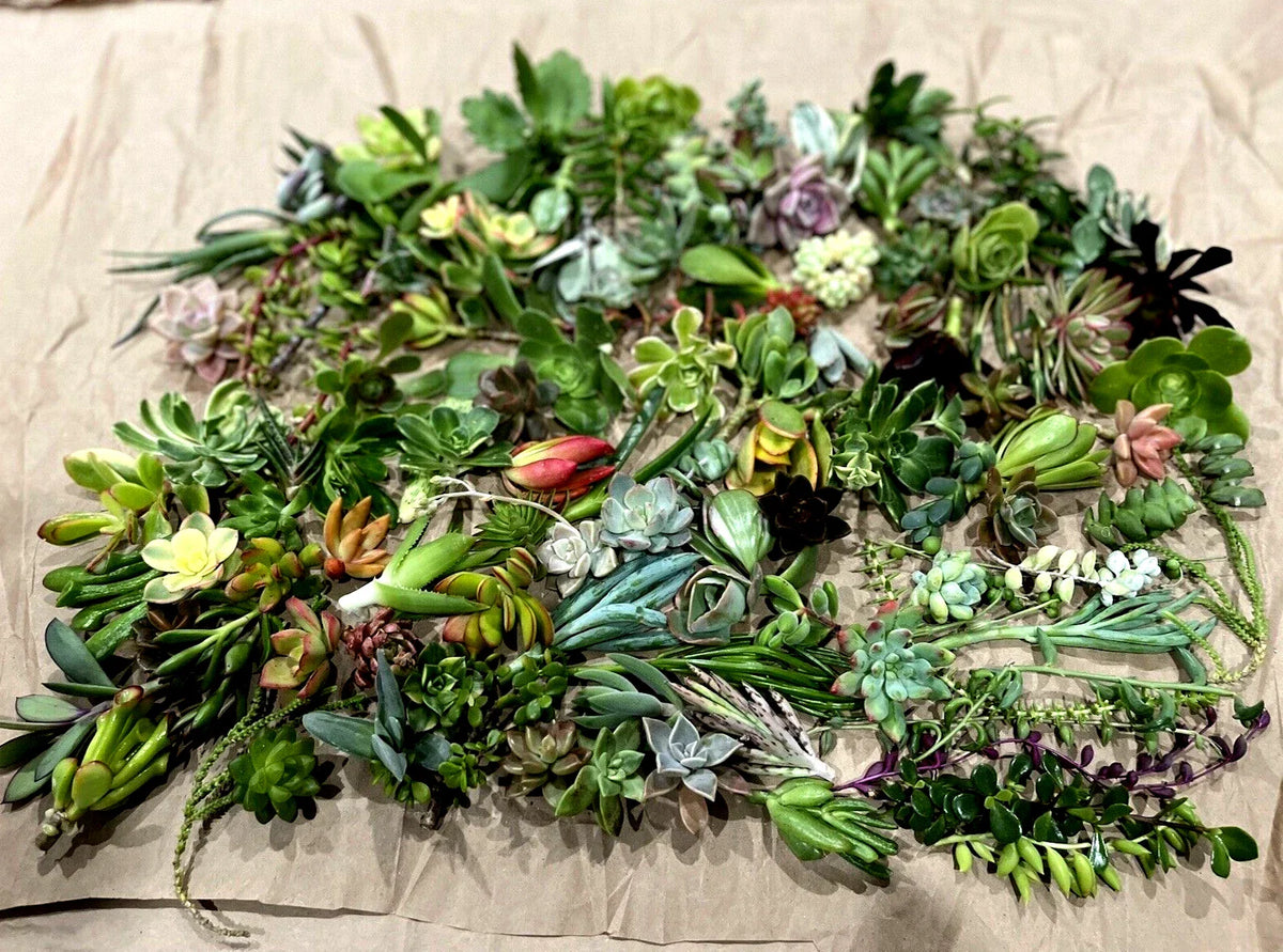 50 Random Succulent Starter Cuttings - Variety Pack - Ideal for Gardening - Free Shipping