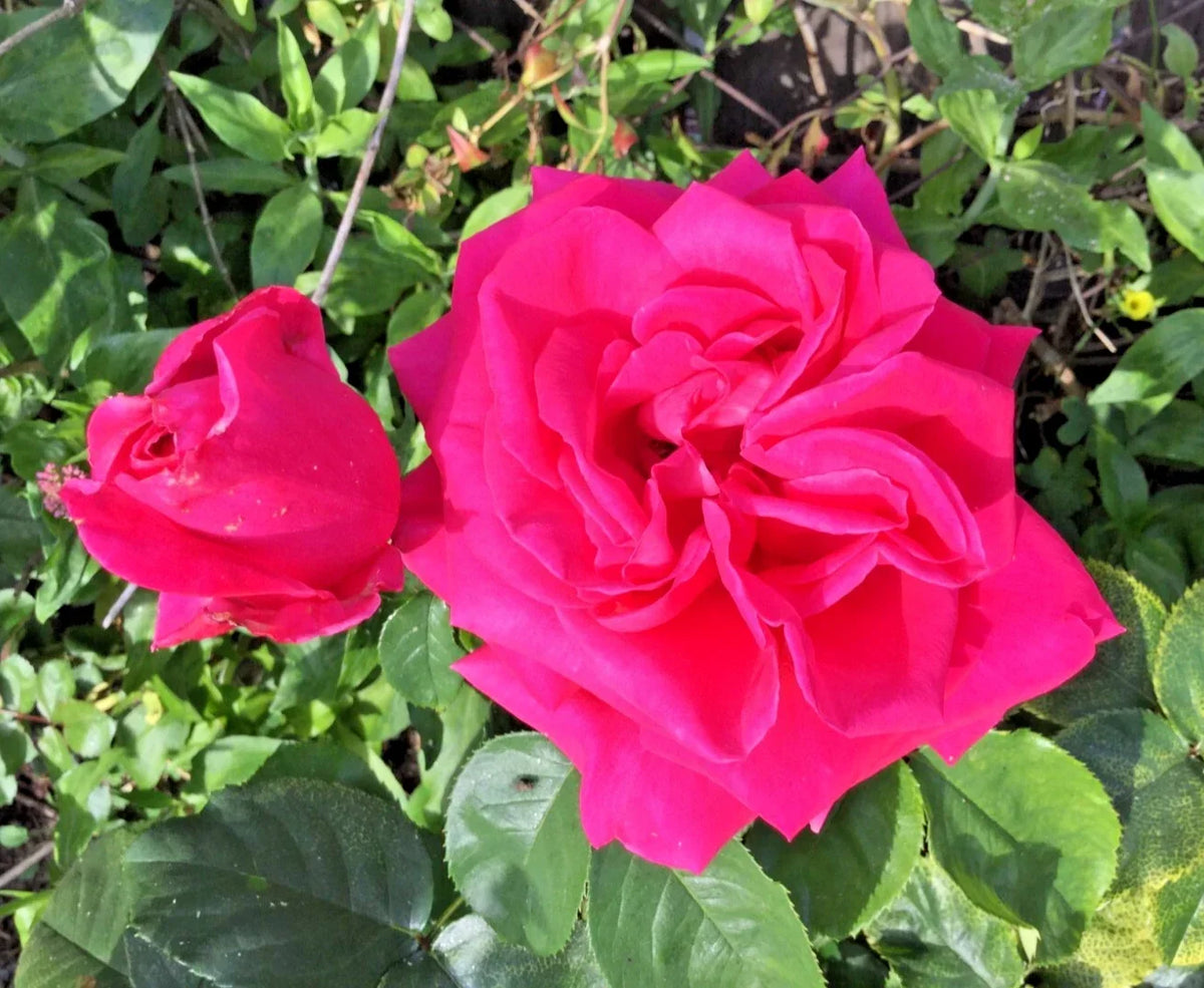 Dark Pink Rose Cuttings 3 Stems for Rooting Grafting Rosa spp. | Garden Flower Plants