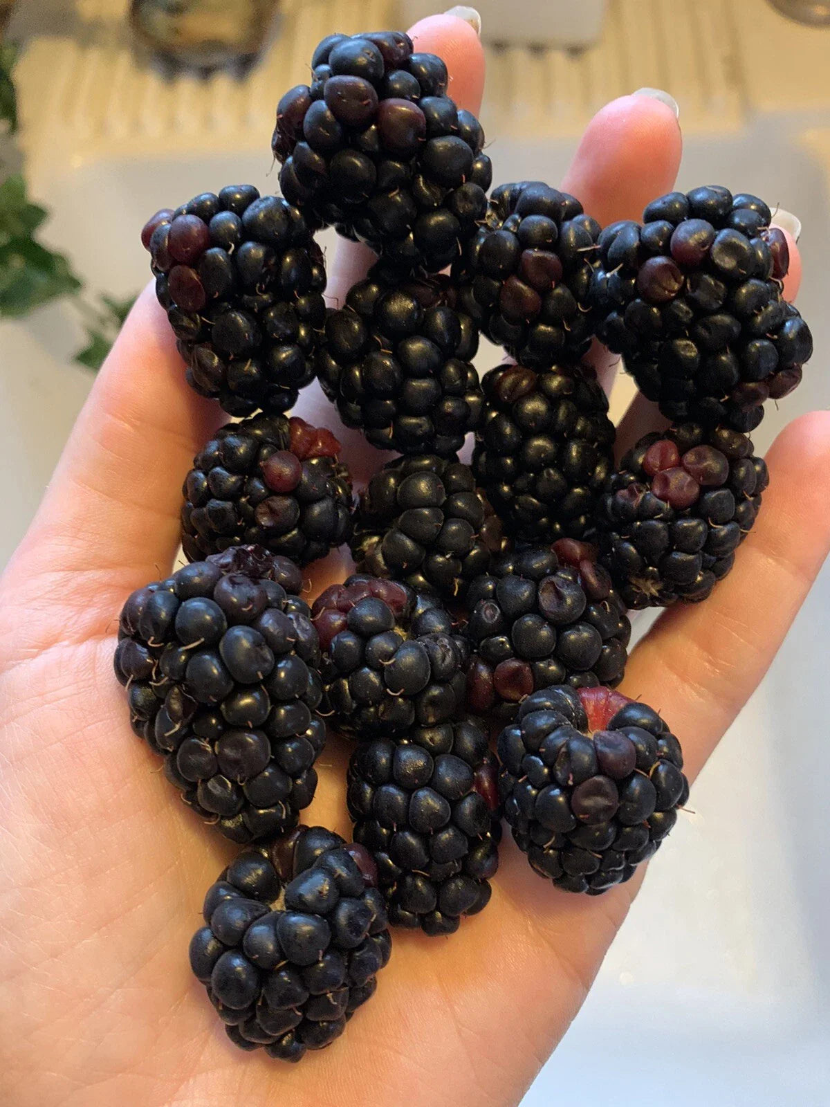 Blackberry Seeds - 500 Organic Homegrown Edible Berry Bush Seeds - Rubus fruticosus - USA Grown Garden Vine