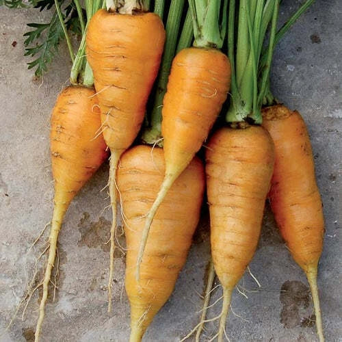 Oxheart Orange Carrot Seeds - 150+ Non-GMO Vegetable Garden Seeds - Daucus carota - USA Grown, Free Shipping
