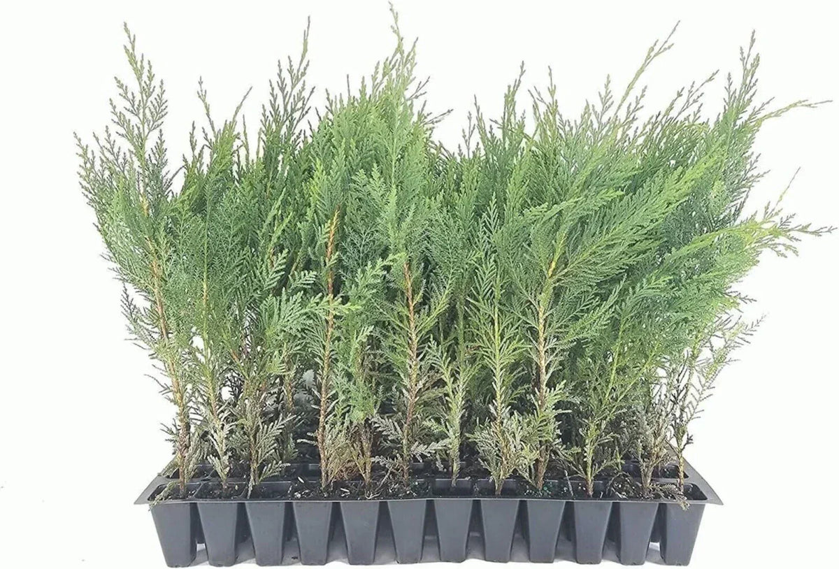 5 Murray Cypress Trees - Fast-Growing Upright Evergreen Privacy Screen - Cupressus sempervirens