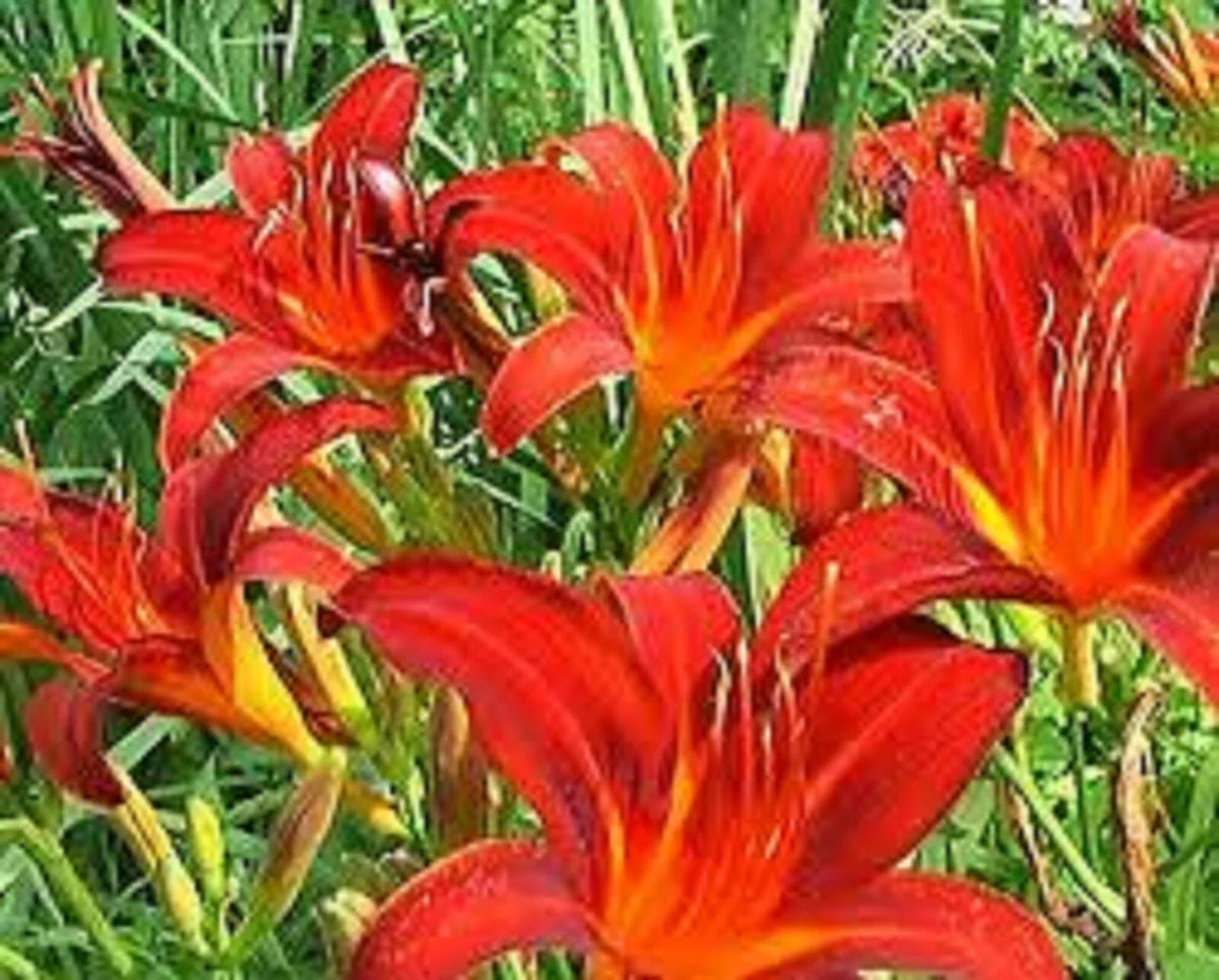 Red Giant Daylily - 3 Bare Root Plants - Sprouting - Hemerocallis 'Red Giant'