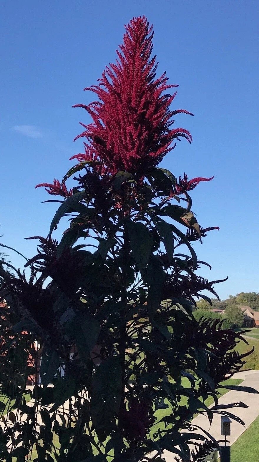 Amaranth Microgreens Seeds 1500 Count Non-GMO OPOPEO Red Edible Leaves & Grain Amaranthus spp.