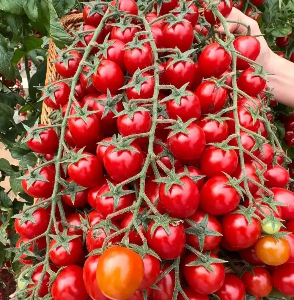 Waterfall Tomato Seeds - Organic Heirloom Solanum lycopersicum, High Yield, Sweet Flavor, Rare Variety, Perfect for Home Garden