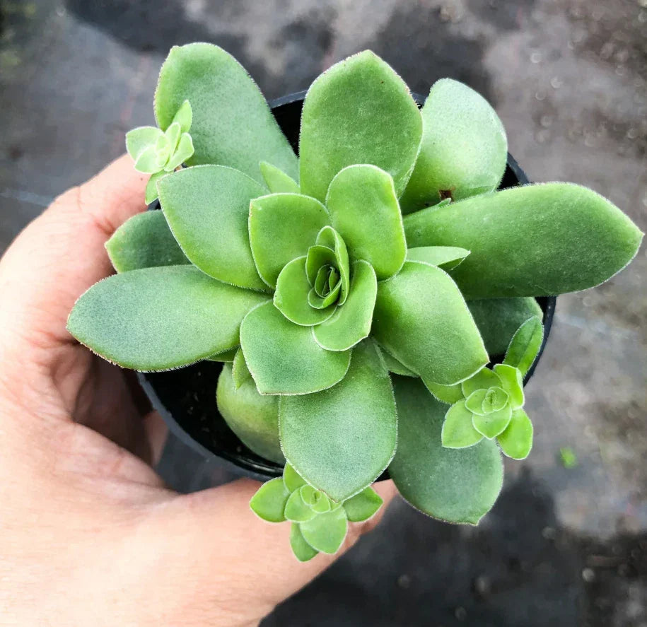 Crassula Orbicularis Succulent Plant 2-Inch Potted Round Leaf Jade for Indoor Garden Decor