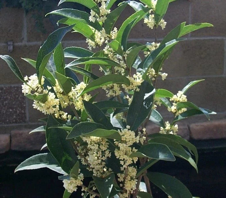 Fragrant Tea Olive Starter Plant - Fudingzhu Osmanthus - Well-Rooted Healthy Plant for Gardens and Landscaping