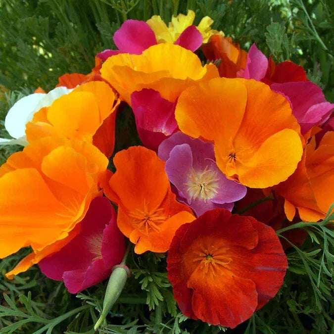 California Dreaming Mix Poppy Seeds - 200+ Pack - Colorful Wildflower Seeds for Garden - Papaver somniferum