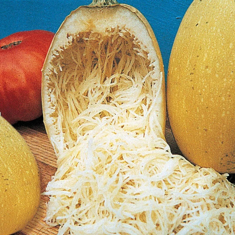 50+ Organic Heirloom Spaghetti Squash Seeds - Non-GMO Winter Variety - Cucurbita pepo