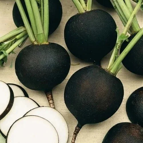 Black Spanish Round Radish Seeds - 50+ Heirloom Organic Non-GMO - Fresh Gardening Seeds for Planting