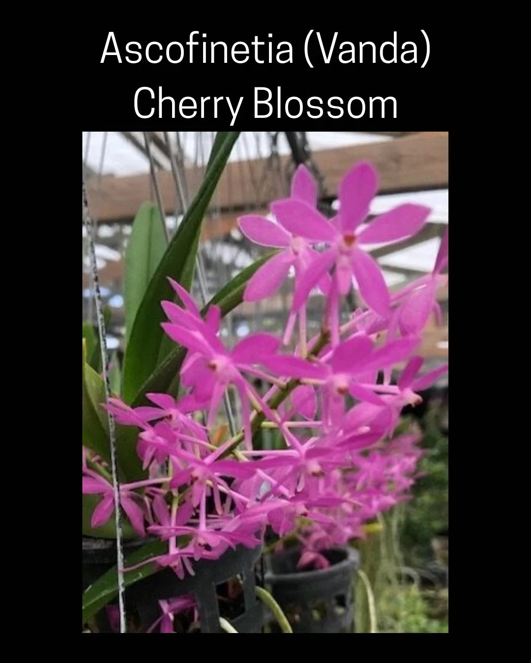 Ascofinetia Cherry Blossom Orchid in 3" Pot, Fragrant Vanda, Fresh NBS, Quick Ship