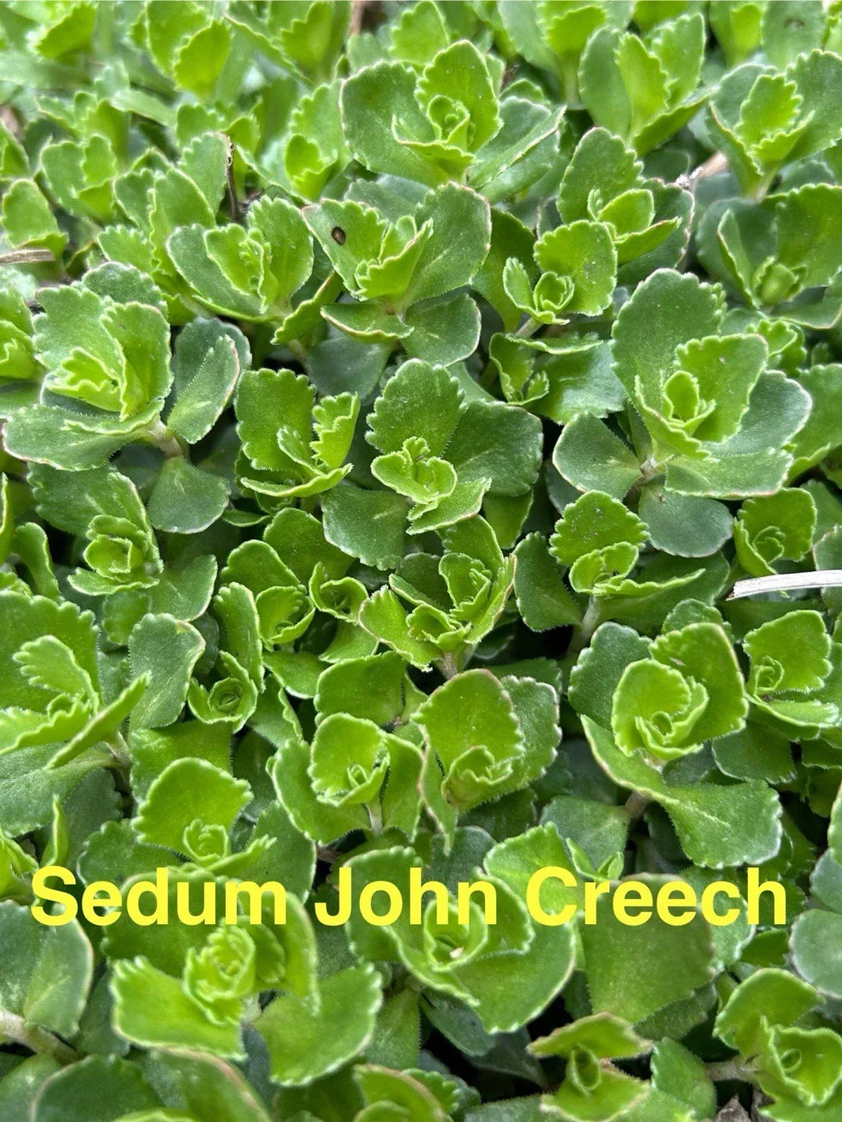 Sedum John Creech Ground Cover Plants - 10 Hardy Succulent Perennials, Zones 4-8, Drought Tolerant