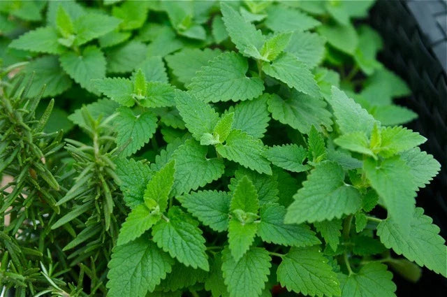 Catnip Seeds - 500+ Fresh Catnip Seeds - Nepeta cataria - Organic Herb Planting Seeds for Cats