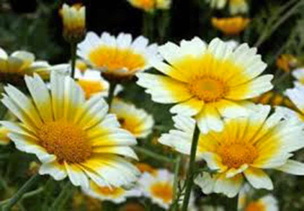 Garland Daisy Seeds - 100+ Newly Harvested - Asteraceae Family - Bright Yellow Flowers - Easy to Grow