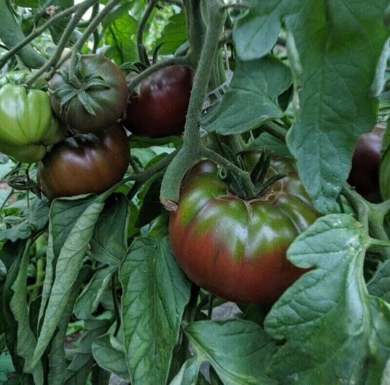 Russian Black Krim Tomato Seeds - 120+ Non-GMO Organic Heirloom Seeds - Fresh Gardening Supply - Solanum lycopersicum