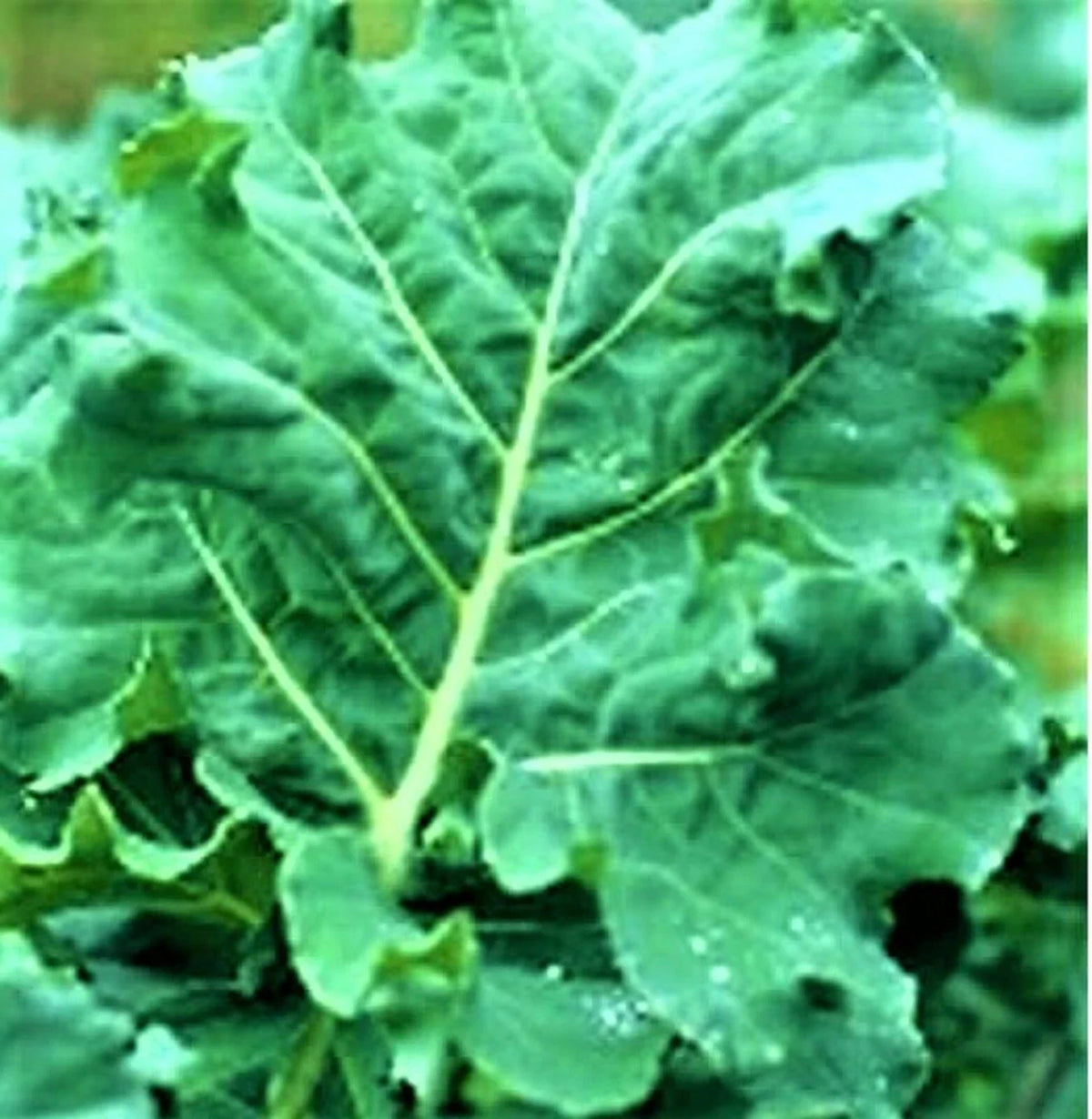 Non-GMO Kale Seeds - 200+ Early Hanover Variety - Premier Quality - Perfect for Home Gardening